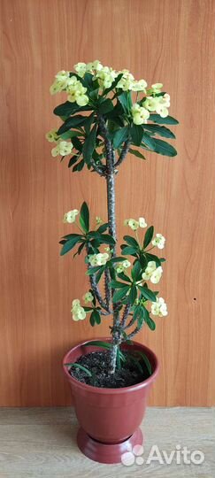 Эуфорбия милли