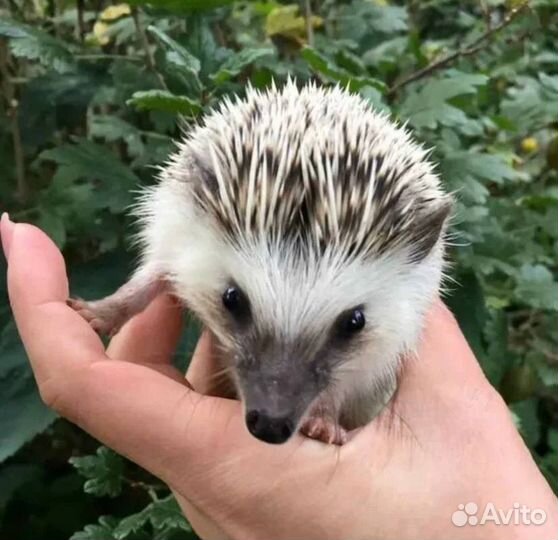 Карликовый африканский ежик