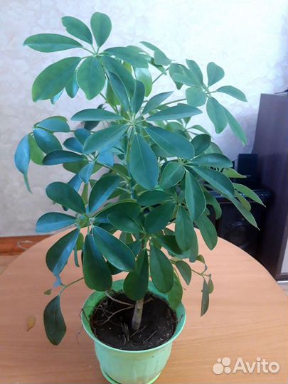 Комнатные цветы шефлера