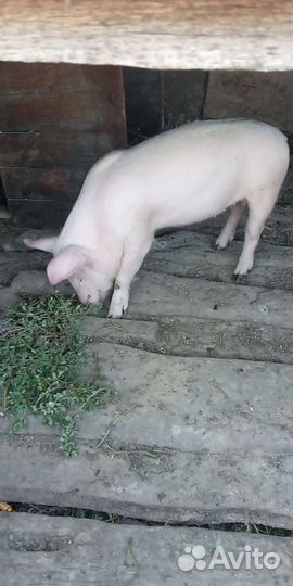 Поросенок ландрас