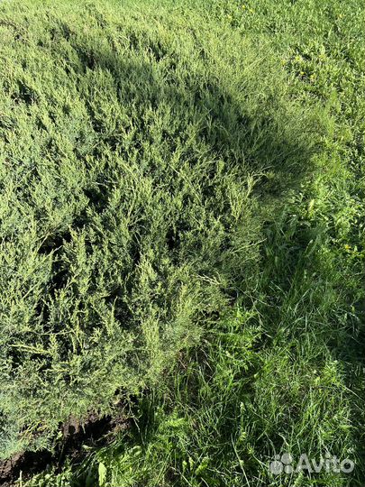 Можжевельник Кнап