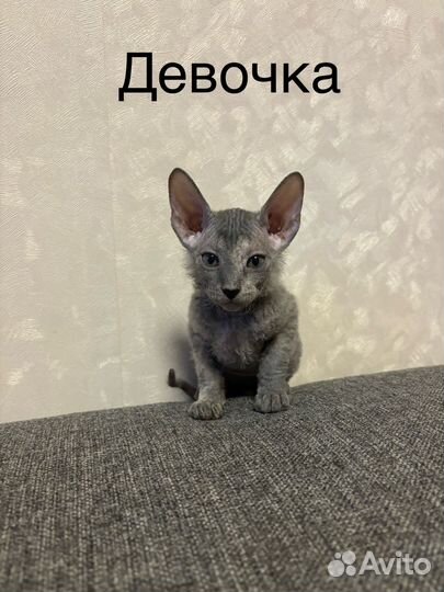 Донской сфинкс котята