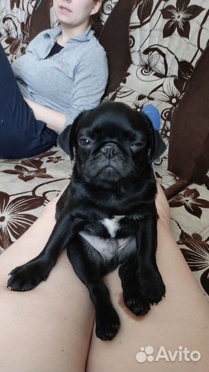 Мопс вязка мальчик