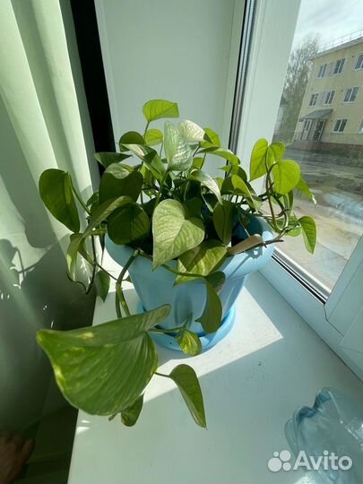 Комнатные растения