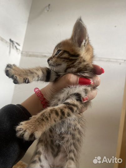 Котенок чаузи ф4, девочка