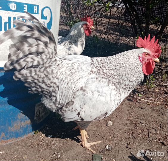 Цыплята петушки