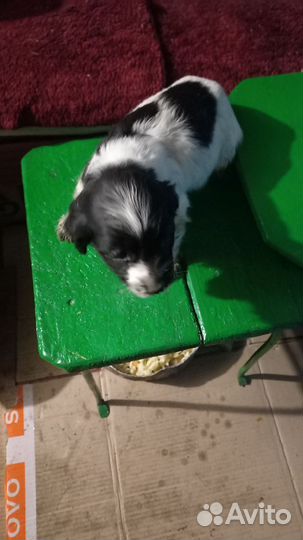 Русский спаниель