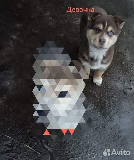 Щенки в добрые руки