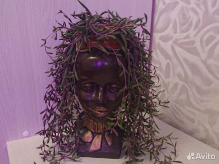 Оттона мясистая