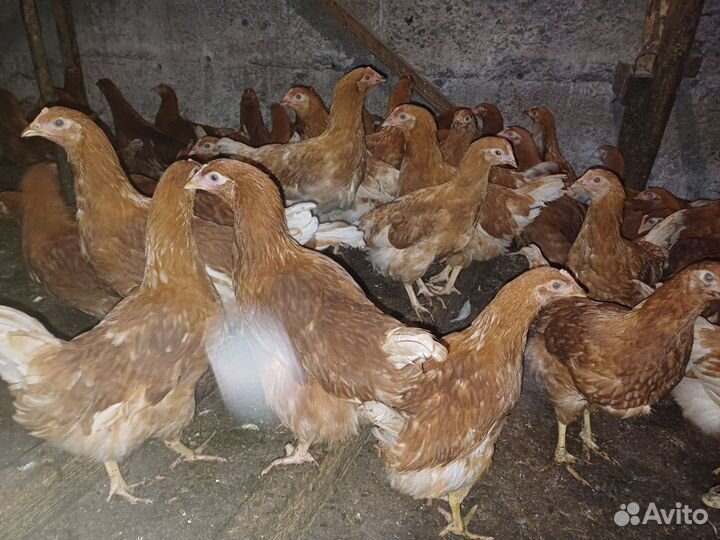 Ломан браун молодки