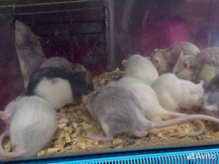 Декоративные крысы