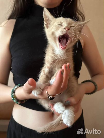 Рыжий персиковый котенок