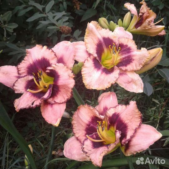 Лилейники сортовые