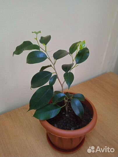 Фикус Бенджамина