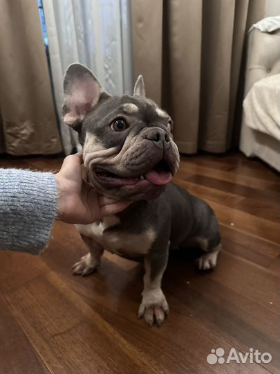 Французский бульдог голубой