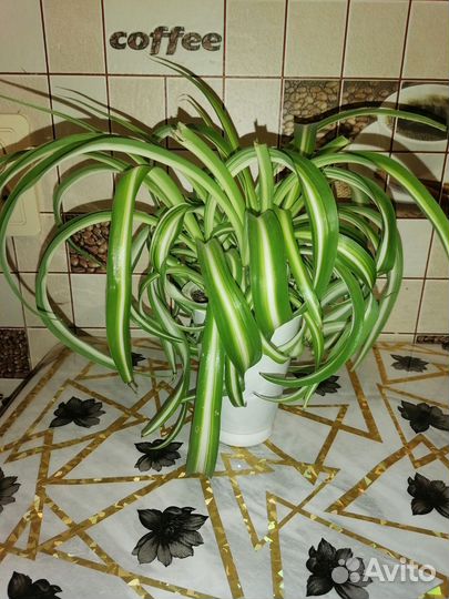 Хлорофитум кудрявый