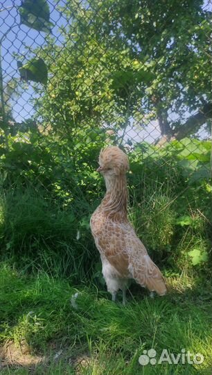 Молодняк породных кур