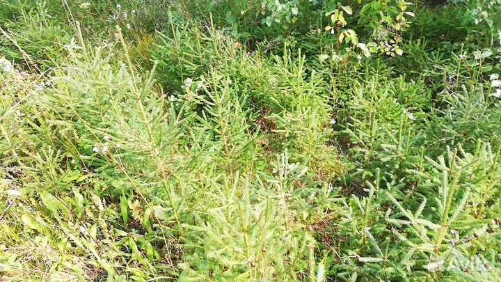 Саженцы ели, березы, сосны