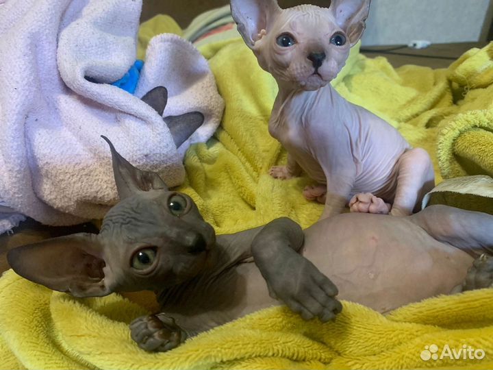 Донской сфинкс