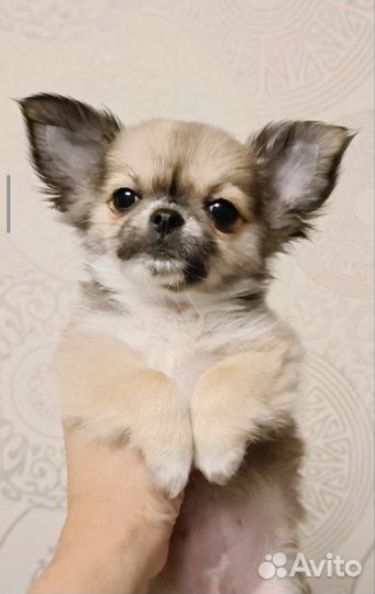 Чихуахуа девочка