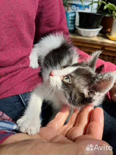 Котёнок мальчик