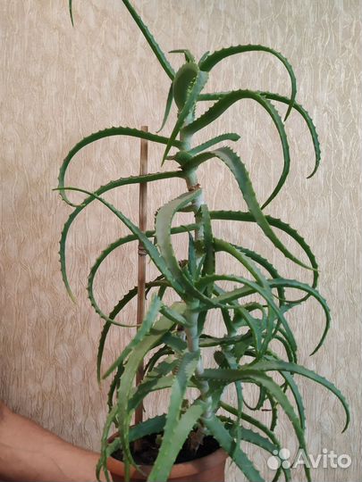 Алоэ Столетник