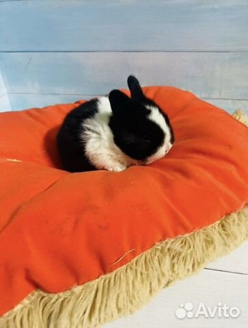 Голубоглазые мини крольчата