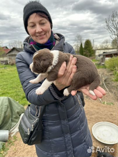 Щенки лайки в добрые руки