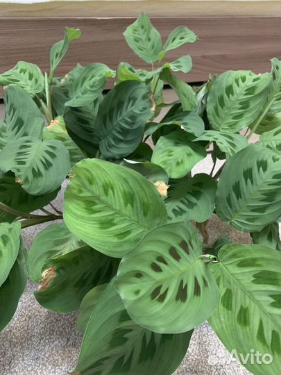 Комнатные растения цветы маранта