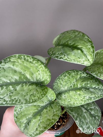 Сциндапсусы