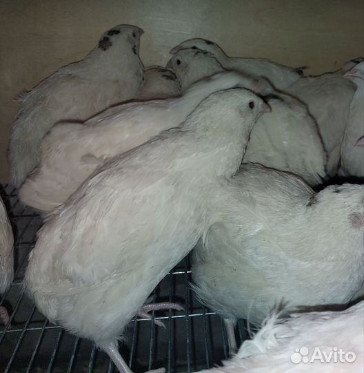 Перепела Радонежский, Селадон, Мачжурский, яйцо