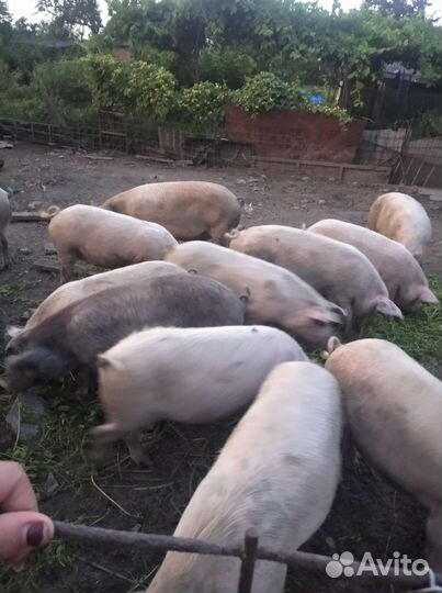 Поросята