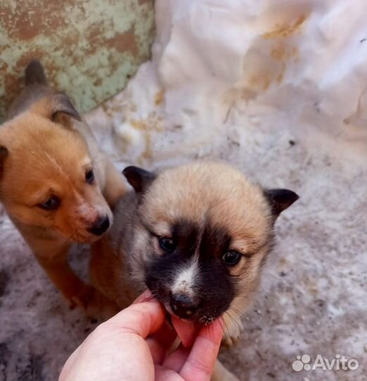 Щенята в добрые ручки