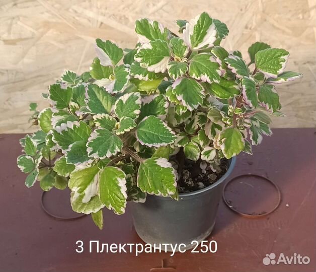 Плектрантусы 4 вида