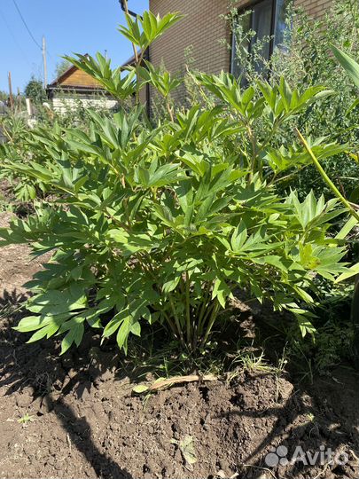 Желтый пион 