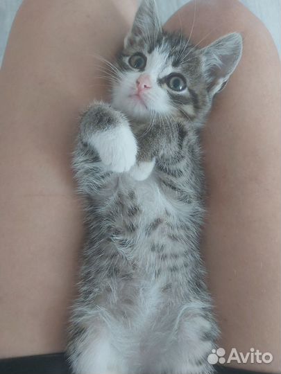 Котёнок красавчик