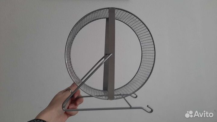 Животные грызуны