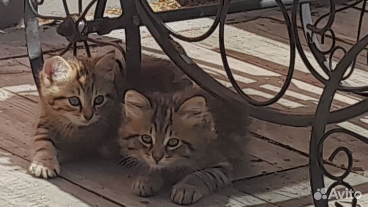 Отдам хорошенького котенка в добрые руки