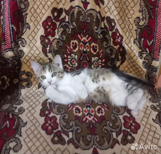 Котята