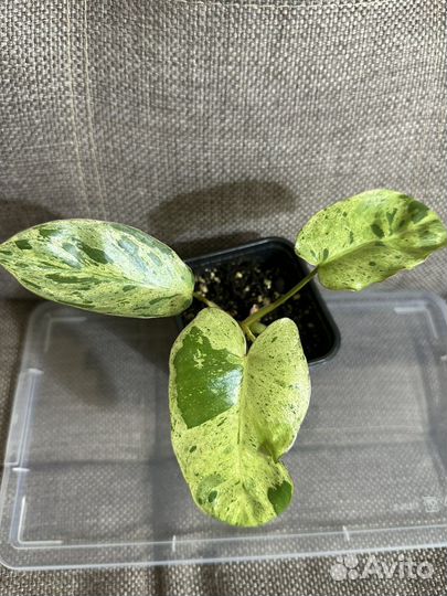 Филодендрон Парадизо Верде/Paraiso verde