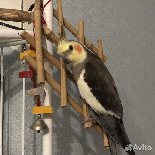 Попугай карелла с клеткой