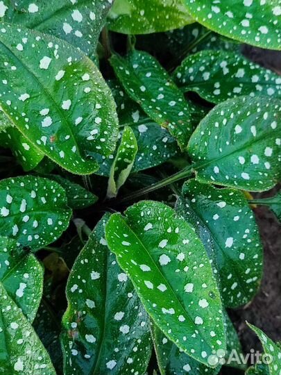 Декоративное многолетнее растение