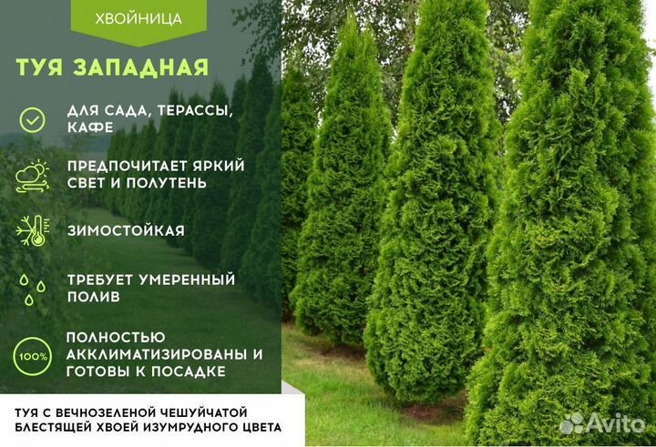 Туя Смарагд 1,8-2 м,Брабант,Колумна