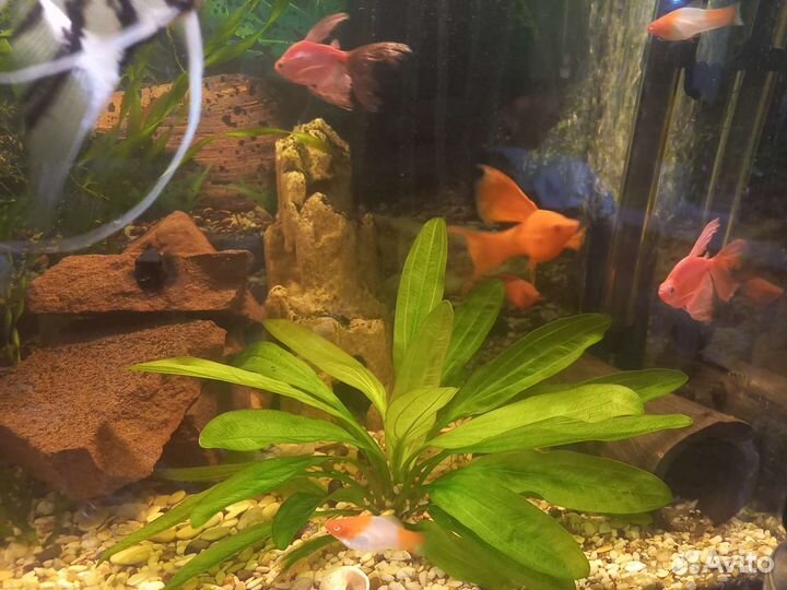 Аквариумные рыбки