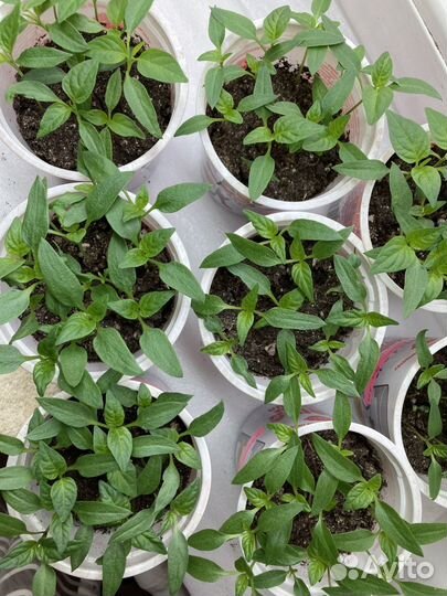 Рассада перца под пикировку