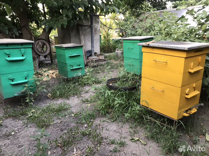 Пчелы пасека