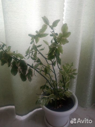 Педилантус