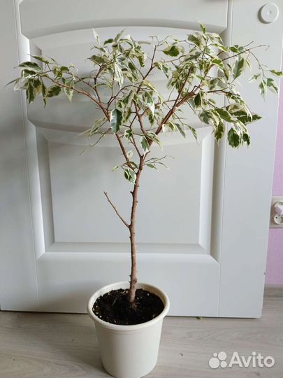 Фикус пестролистный твайлайт