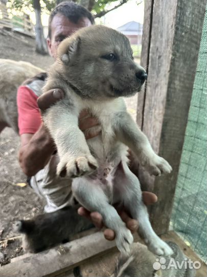 Собака в добрые руки алабай
