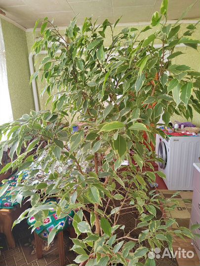 Фикус бенджамина большой пестролистный